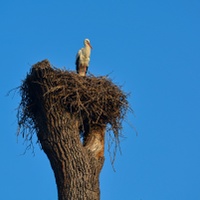 Nejdřív přiletí taťka