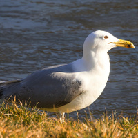 Racek stříbřitý....... ...