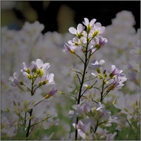 vzpomínání na léto