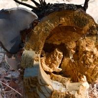 dravec a jeho oběť