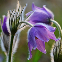 První jarní den v  přírodě