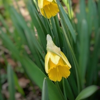 Ještě den a rozkvetou