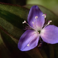 Zebrina pendula