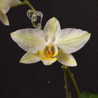 Orchidee