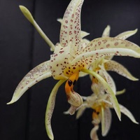 Orchidee