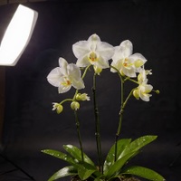 Orchidee