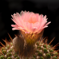 Notocactus roseoluteus