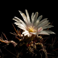 Thelocactus krainzianus