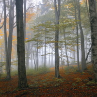 světlo v mlžném lese