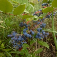 Mahonie cesmínolistá 2