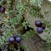 Klikva velkoplodá uzrála