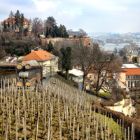 Vinice Pražského hradu 