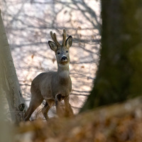 Když byl ještě v lýčí ...