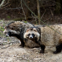 Psík mývalovitý - mamka a taťka