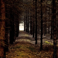 ...miluji lesy v jakékoliv podobě....