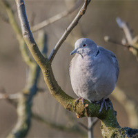 Hrdlička zahradní.