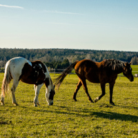 Velká Pardubická :-)