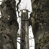 Mezi stromy stával kříž...