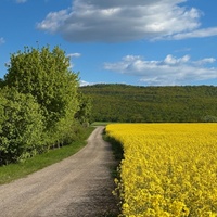 Cesta