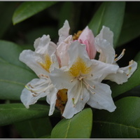 rododendron