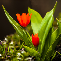 Tulipán botanický.