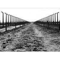 Birkenau.