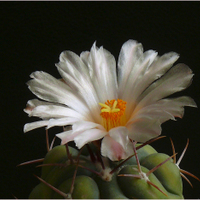 Thelocactus hexadroforus