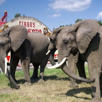Cirkus Humberto r.2014