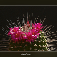 Mammillaria spinissisima