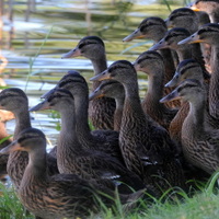 z rodinného alba