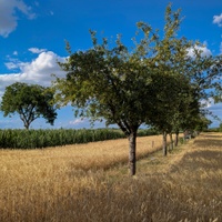 Červenec za humny