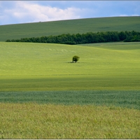 pole 