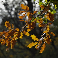 podzimofka
