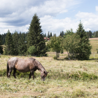 Šumava II