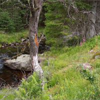 Šumava III