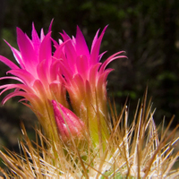 Neoporteria mammillaroides