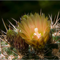 Pyrhocactus horridus