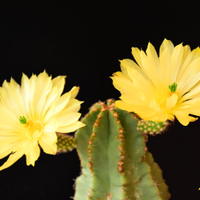 Echinocereus sobinermis