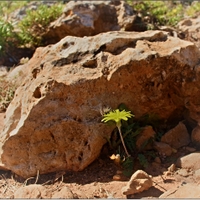pod kamenem