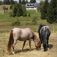 Šumava VIII