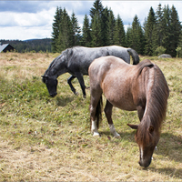 Šumava IX