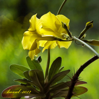 Pachypodium rosulatum