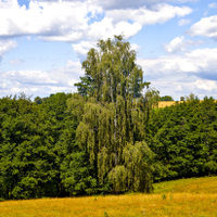Letní krajina